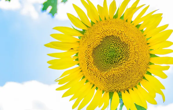 The sky, clouds, macro, nature, sunflower, petals
