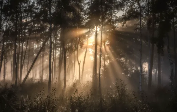Forest, rays, light, branches, fog, foliage, morning, birch