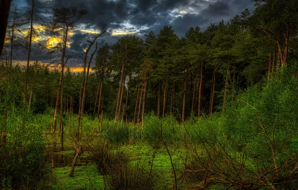Greens, forest, trees, sunset, branches, clouds, thickets, shore