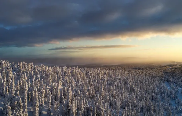 Winter, frost, forest, clouds, snow, fog, view, dal