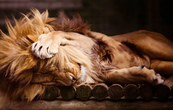 Picture sleep, Leo, paws, mane, zoo, lion