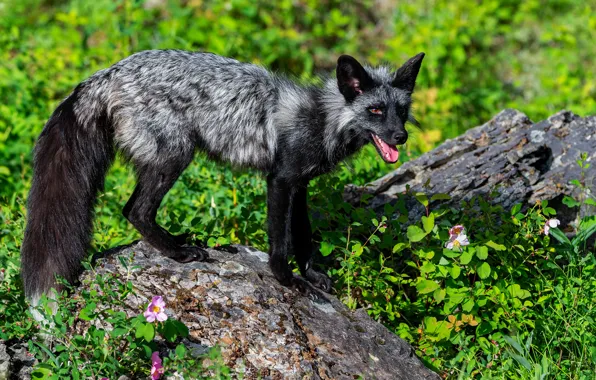 Picture grass, stones, Fox, Fox, silver