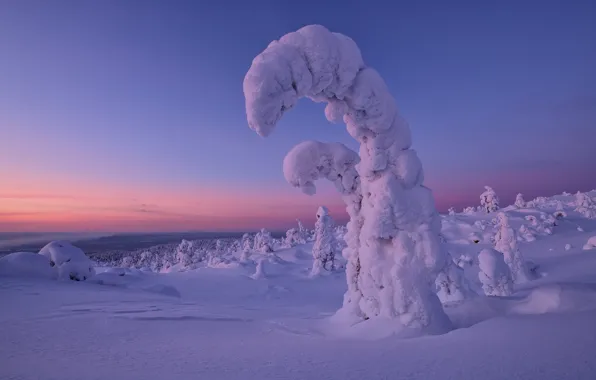 Winter, snow, trees, sunset, ate, The Kola Peninsula, Maxim Evdokimov