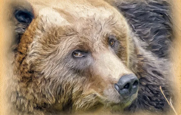 Picture face, bear, stylized painting