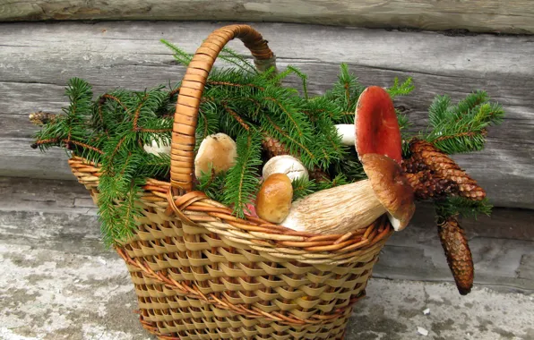 Picture mushrooms, still life, basket, bumps