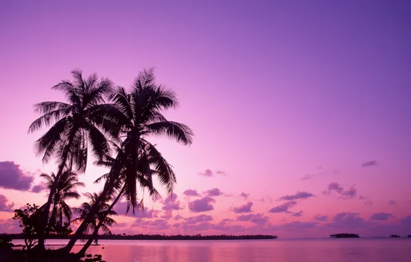 Sunrise, vacation, Palm trees