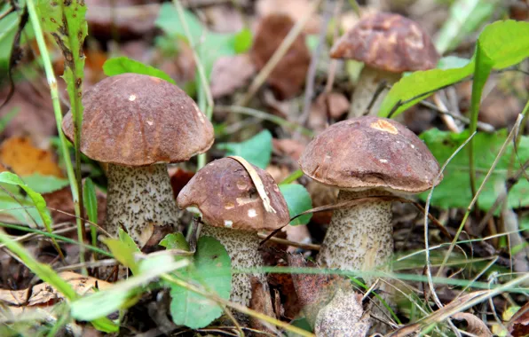 Forest, mushrooms, boletus