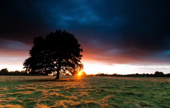 Picture field, the sky, grass, the sun, sunset, tree, hay