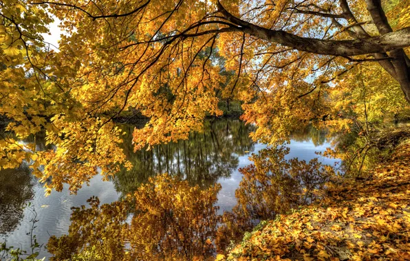 Picture autumn, summer, leaves, trees, branches, river, soon, pass