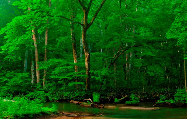 Forest, trees, river, shore, Alps