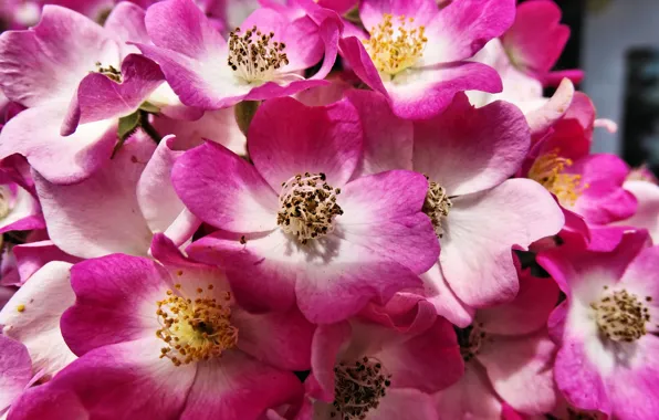 Macro, Roses, Roses, Macro