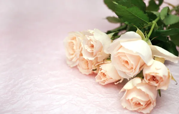 Picture flowers, roses, bouquet