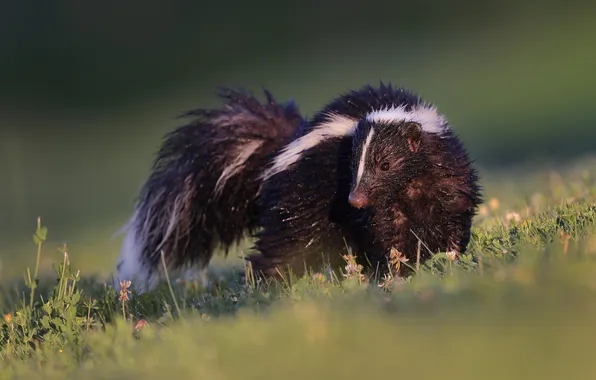 Look, light, glade, cub, green background, skunk, wet wool