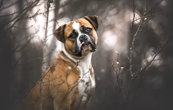 Sadness, autumn, forest, look, face, branches, nature, portrait