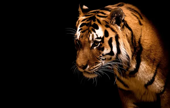 Picture strips, tiger, predator, beast, wild cats