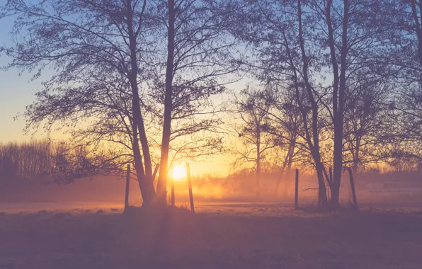 Trees, field, sunset, branches, peaceful