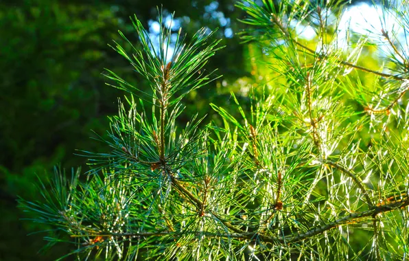 Tree, pine, twig