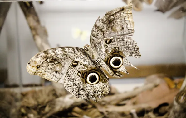 Eyes, butterfly, insect