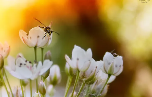 Picture sunset, flowers, bee, bee