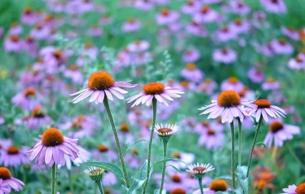 Field, nature, petals, meadow, Echinacea