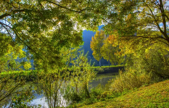 Greens, grass, the sun, trees, branches, Germany, river, the bushes