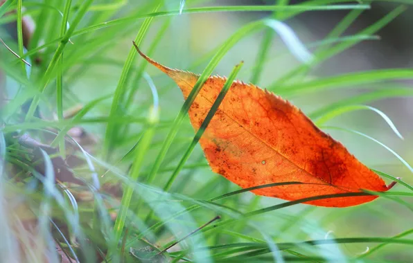 Macro, orange, leaf, in the grass
