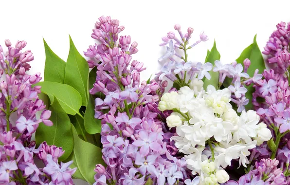 Flowers, spring, white, white, purple, flowers, lilac, spring
