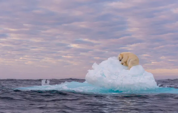 Picture ice, floe, polar bear, sea, polar bear, ice floe