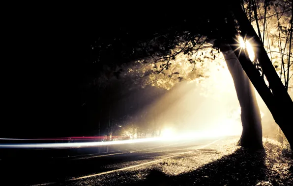 Picture road, light, trees, night