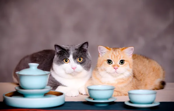 Cat, cat, look, cats, background, cats, two, pair