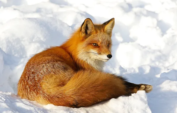 Winter, look, face, snow, pose, Fox, tail, the snow