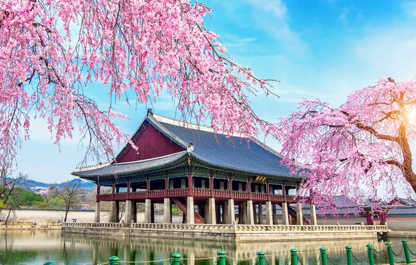 Picture lake, spring, Sakura, flowering, South Korea, Korea, pink, Palace