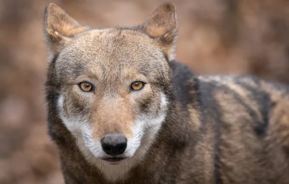 Nature, face, animal, wolf, wildlife, head, fur, mammal