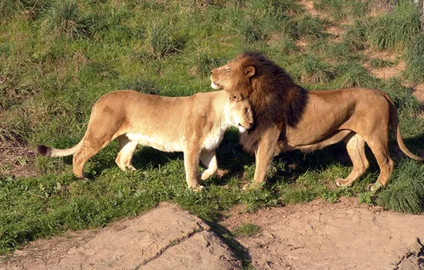 Picture grass, love, tenderness, Savannah, weasel, lions