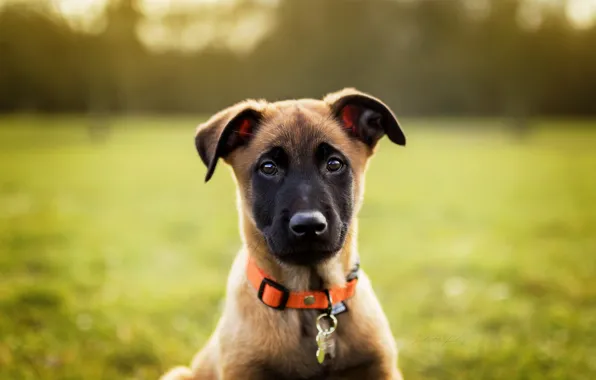 Look, sweetheart, dog