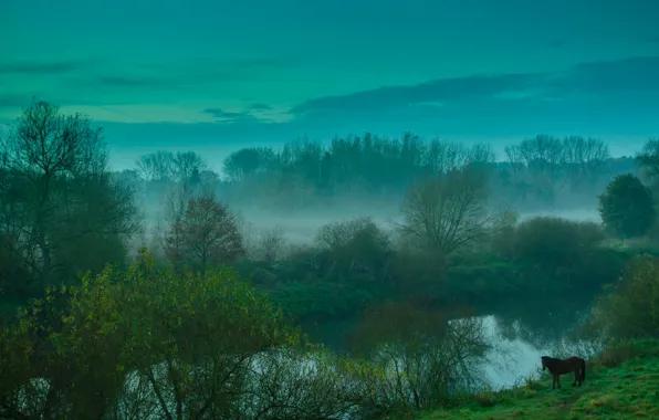 The sky, clouds, trees, fog, river, horse, the evening