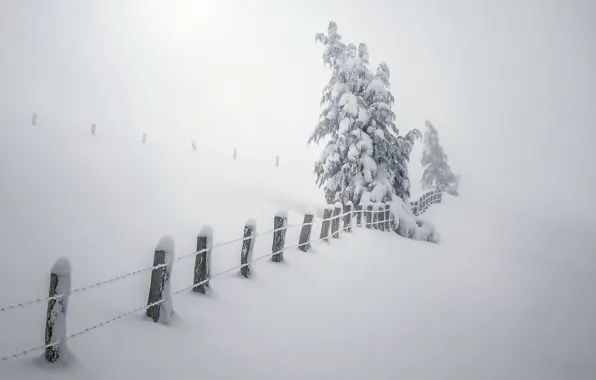 Picture winter, snow, trees, fog, the fence