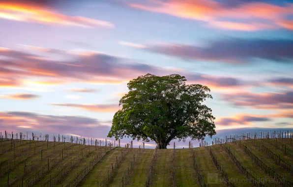 Picture field, the sky, clouds, tree, excerpt, Australia