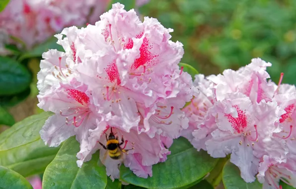 Bee, rhododendron, Azalea