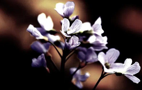 Picture flowers, the dark background, petals, flowering, flower, beautiful