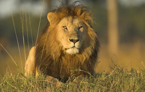 Picture animals, grass, nature, predators, Leo, wild cats, lions
