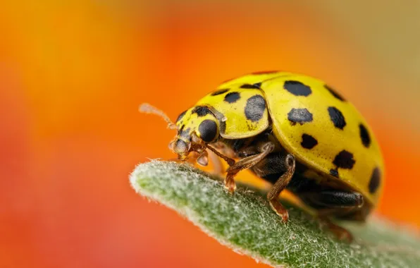 Macro, orange, background, leaf, ladybug, beetle, insect, yellow
