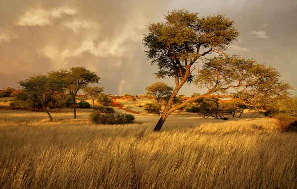 Grass, trees, Savannah, Africa, Namibia