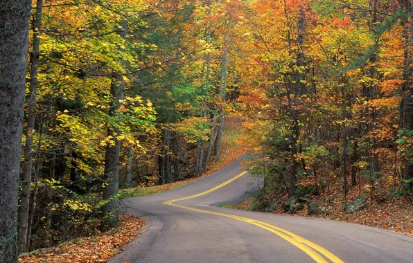 Road, forest, leaves, trees, track, Autumn, turn, slide
