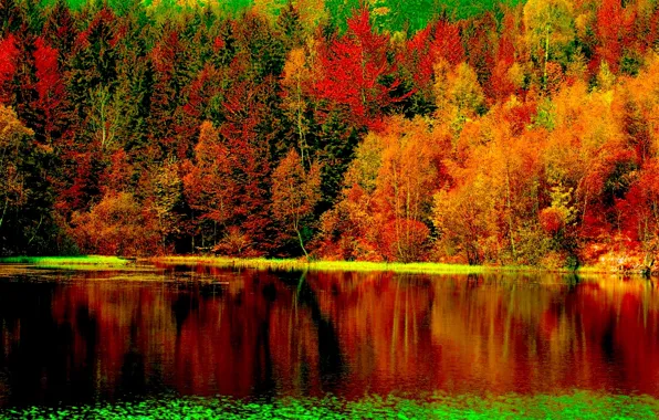 Picture autumn, forest, nature, river