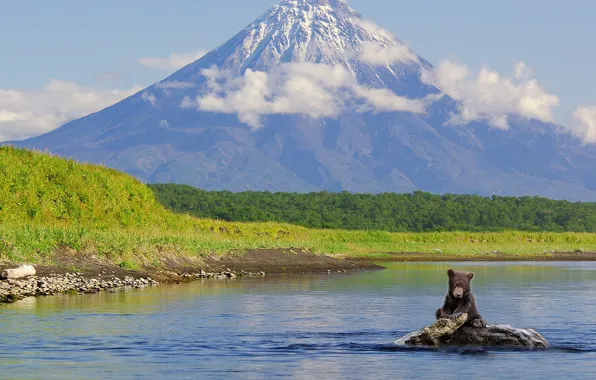 Water, mountains, nature, river, the volcano, bear, bear, Russia