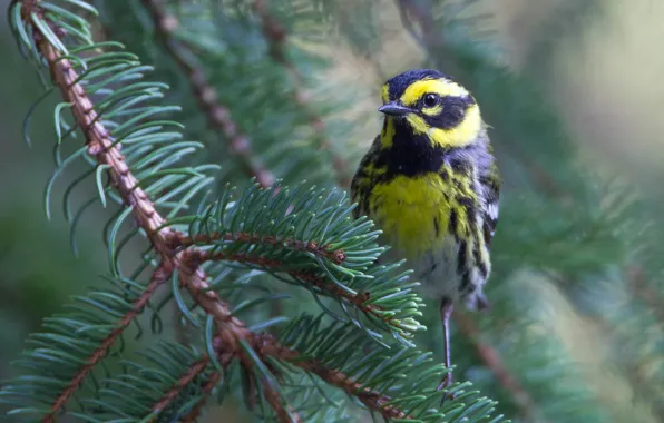Picture branches, bird, beak, Fearful forest songster