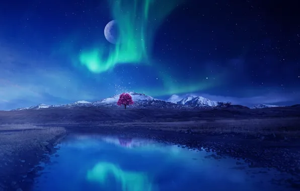 Picture trees, rendering, Northern lights, night, the sky