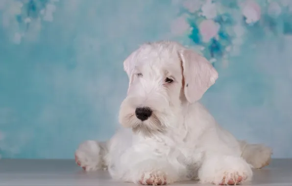 Picture baby, puppy, blue background