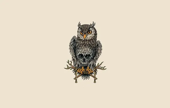 Owl, bird, light background, owl